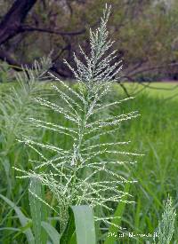 Image of Leptochloa panicoides