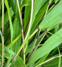 Hakonechloa macra image