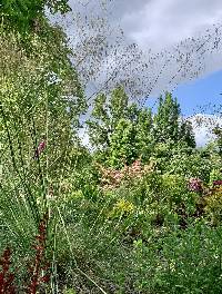 Stipa gigantea image