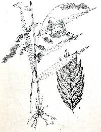 Chasmanthium latifolium image