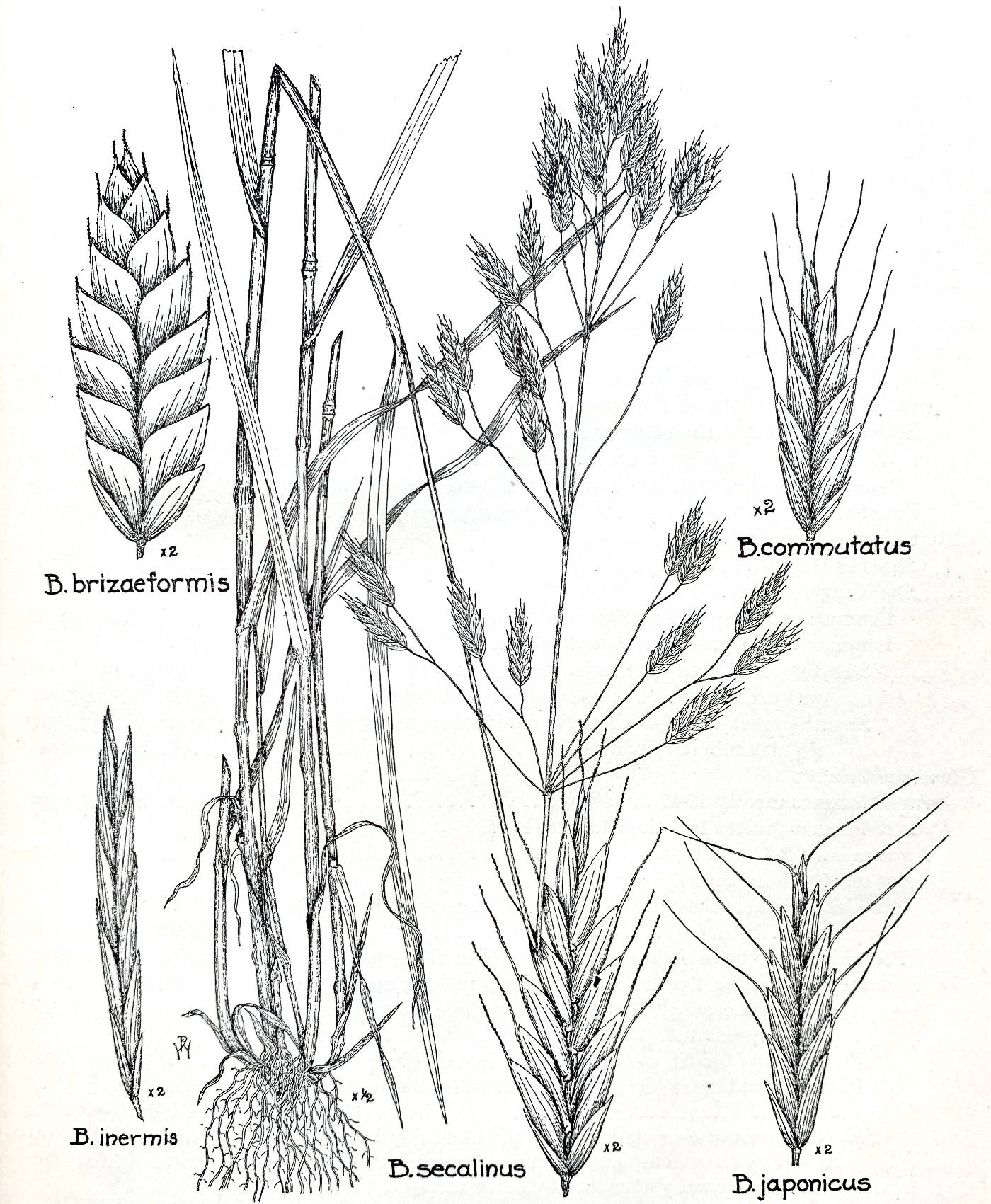 Bromus image