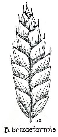 Image of Bromus briziformis