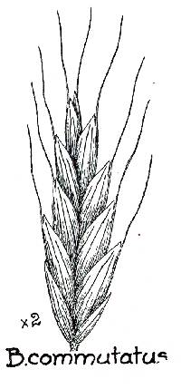 Bromus commutatus image