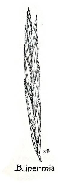 Bromus inermis image