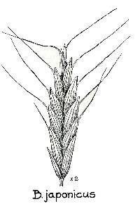 Bromus japonicus image