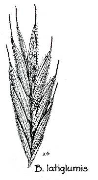 Bromus latiglumis image