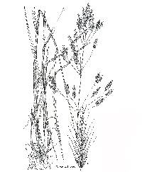 Bromus secalinus image