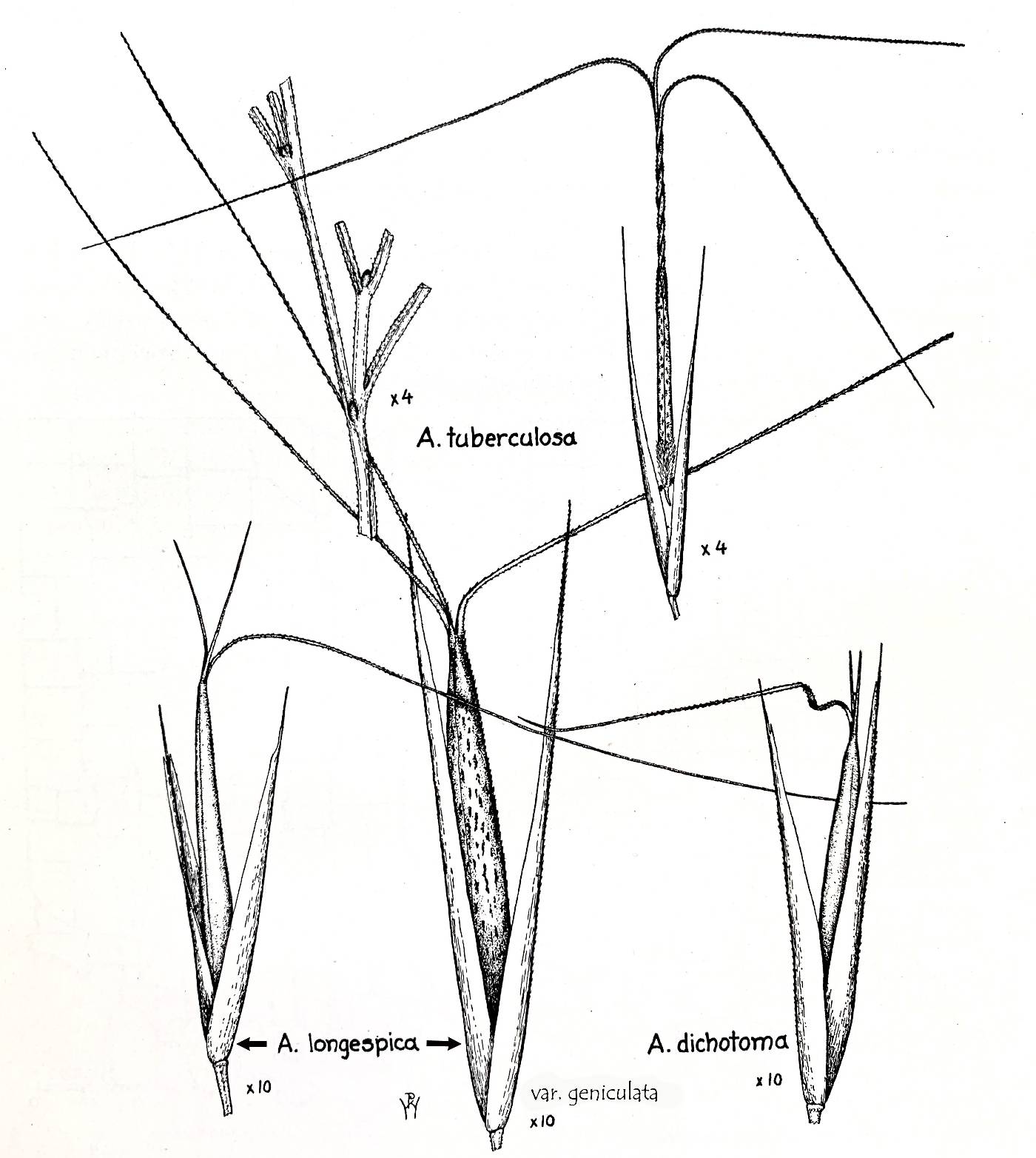 Aristida dichotoma image