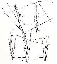 Image of Aristida dichotoma