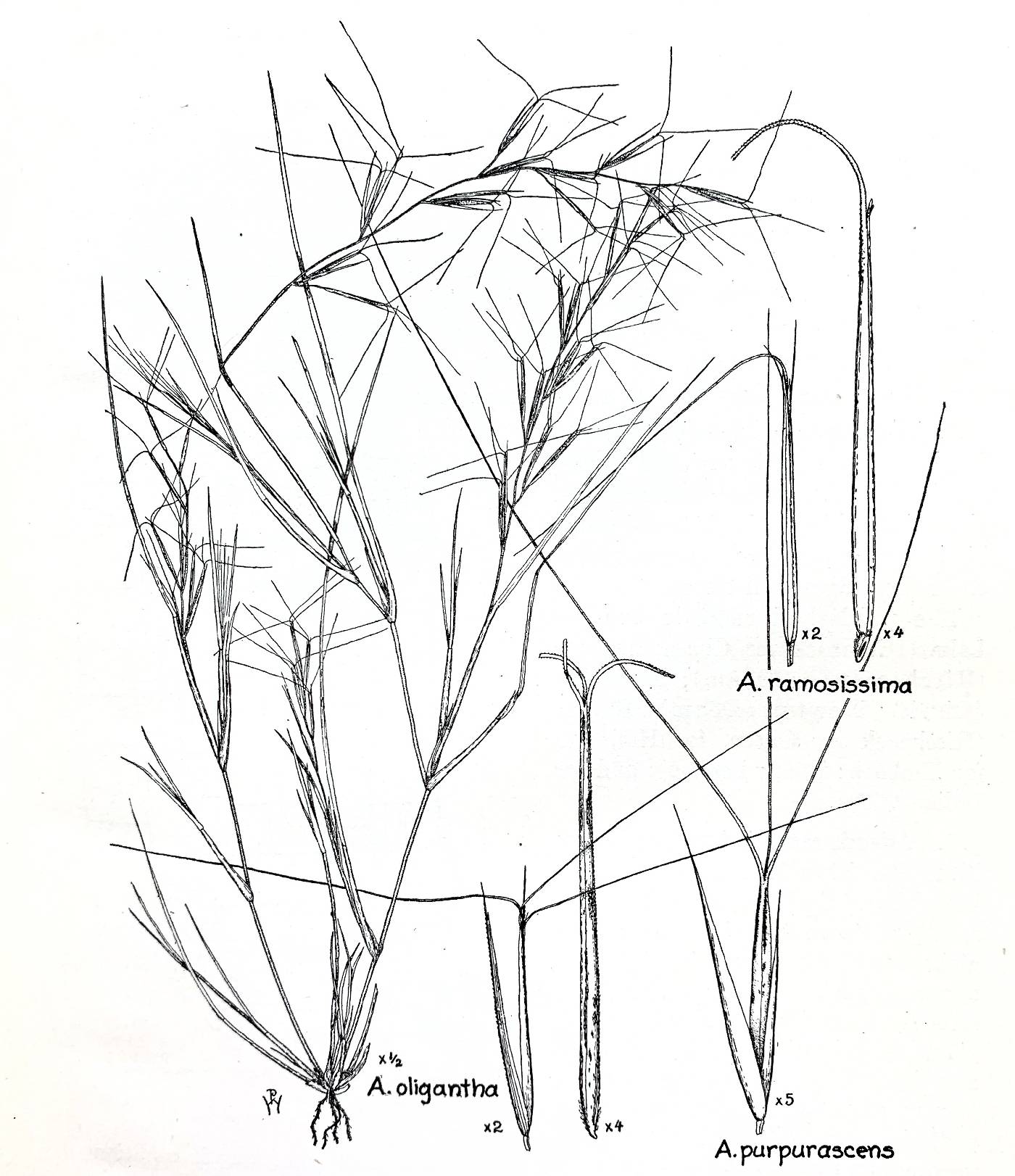 Aristida ramosissima image