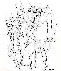 Image of Aristida ramosissima