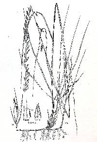 Bouteloua curtipendula image