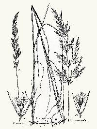 Calamagrostis canadensis image