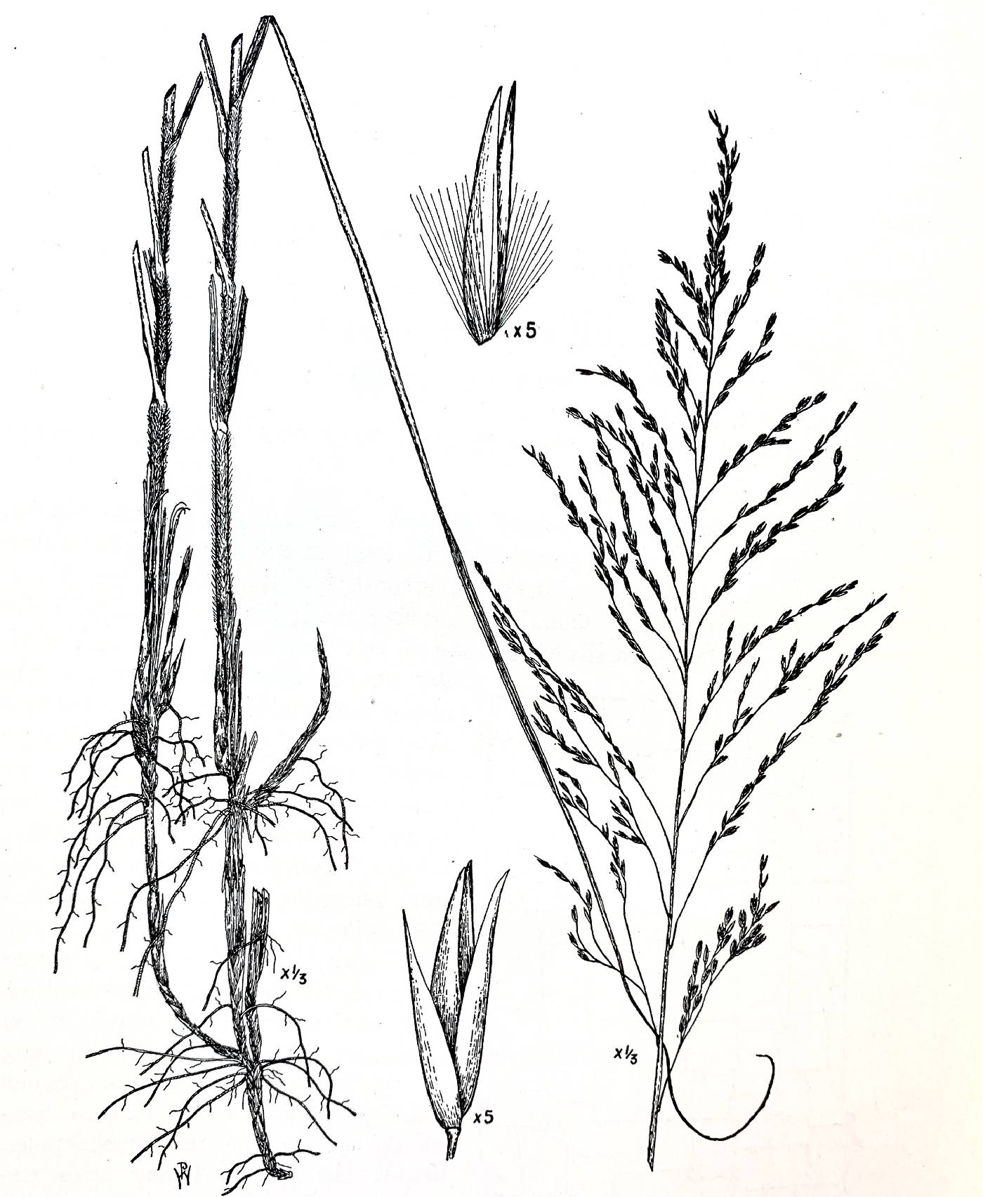 Calamovilfa longifolia image