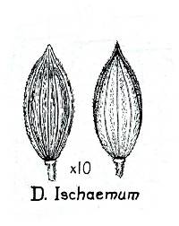 Digitaria ischaemum image