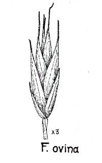 Festuca ovina image