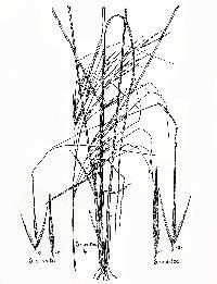 Hesperostipa spartea image