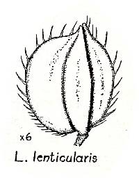 Leersia lenticularis image