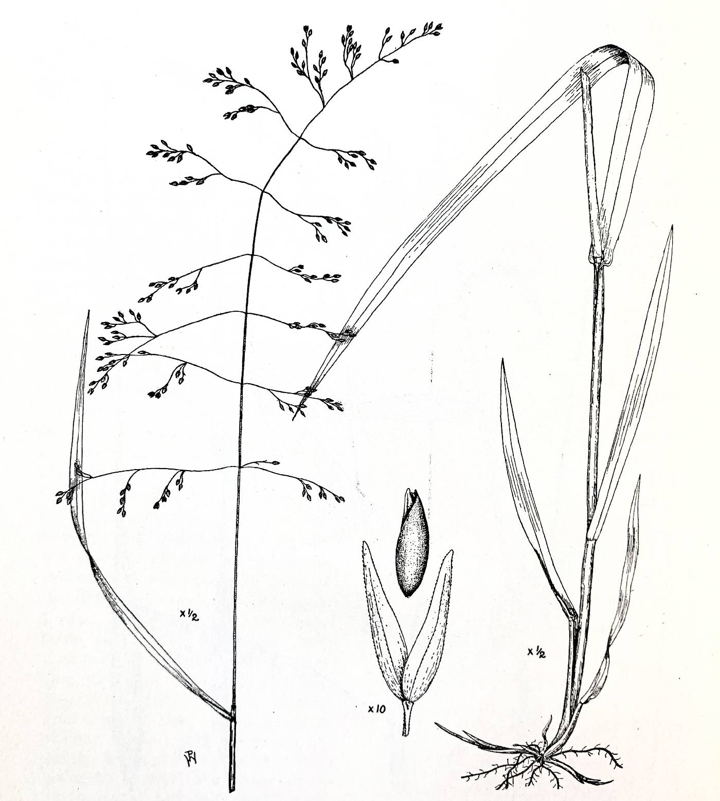 Milium effusum image