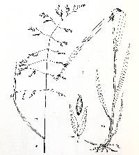 Image of Milium effusum