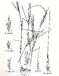 Muhlenbergia cuspidata image