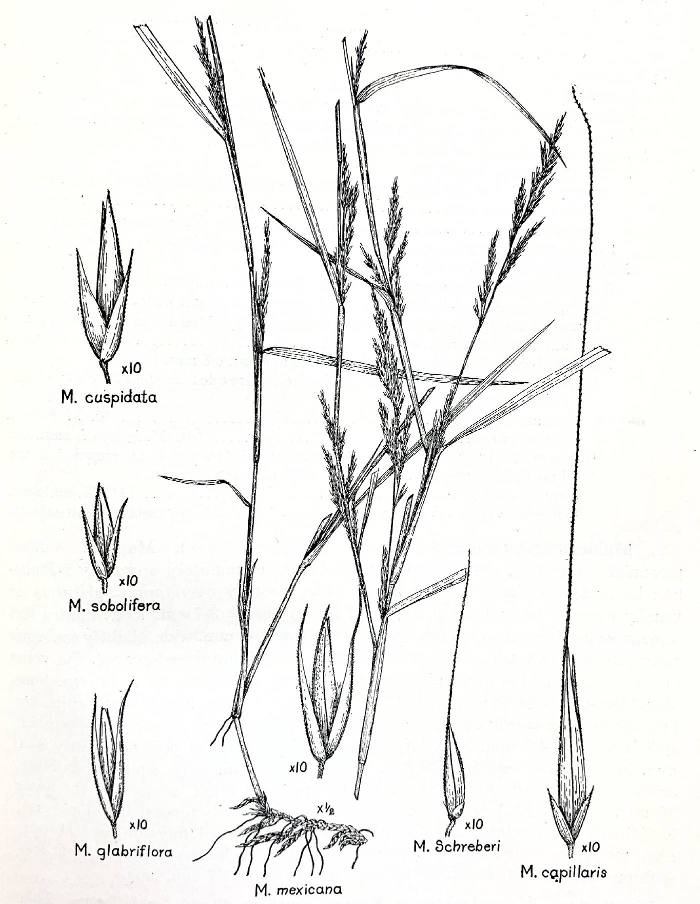 Muhlenbergia glabrifloris image