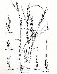 Image of Muhlenbergia capillaris