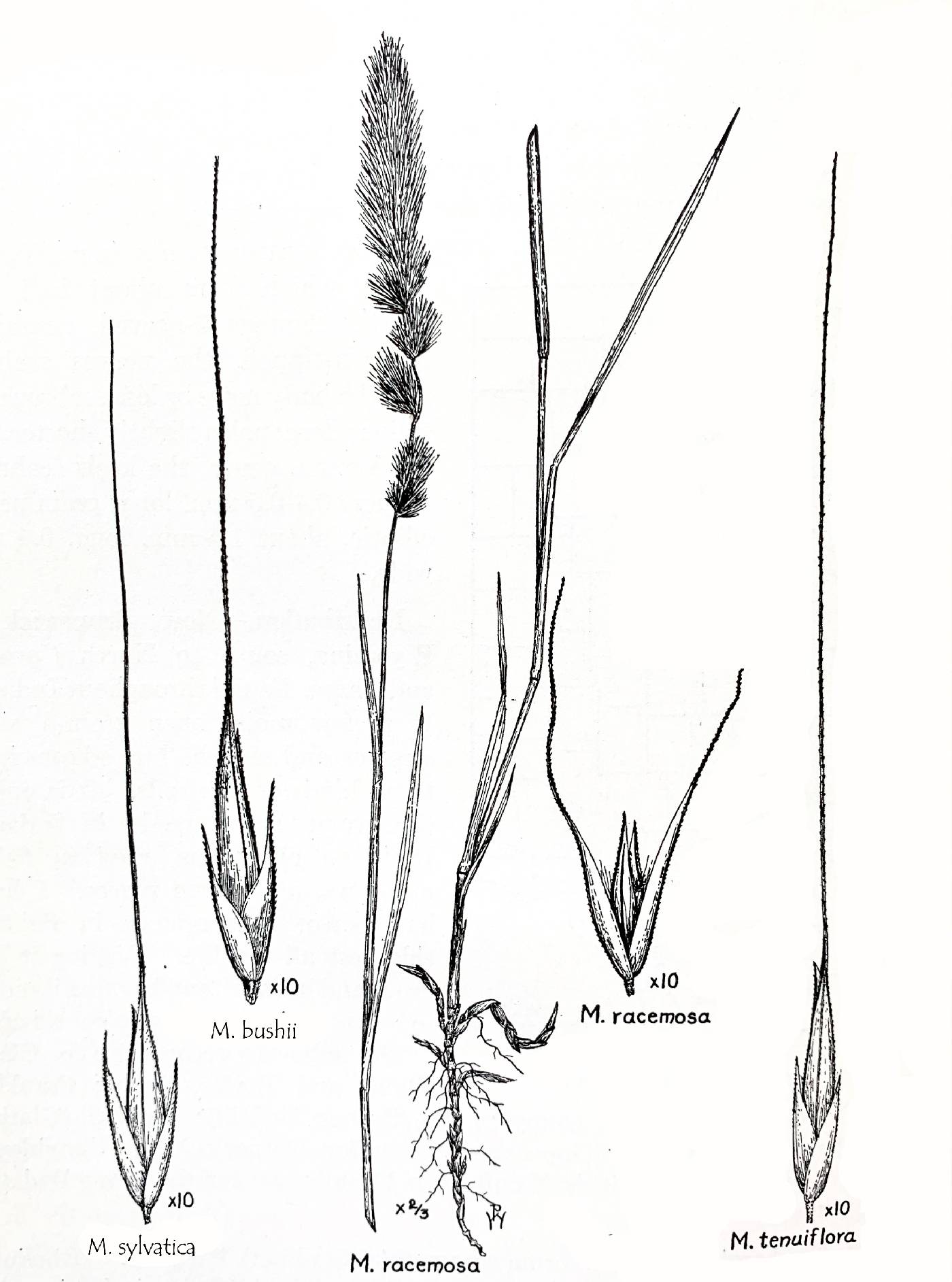 Muhlenbergia bushii image