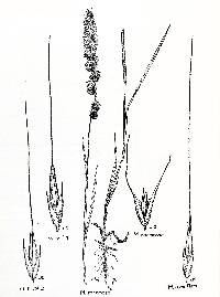 Image of Muhlenbergia bushii