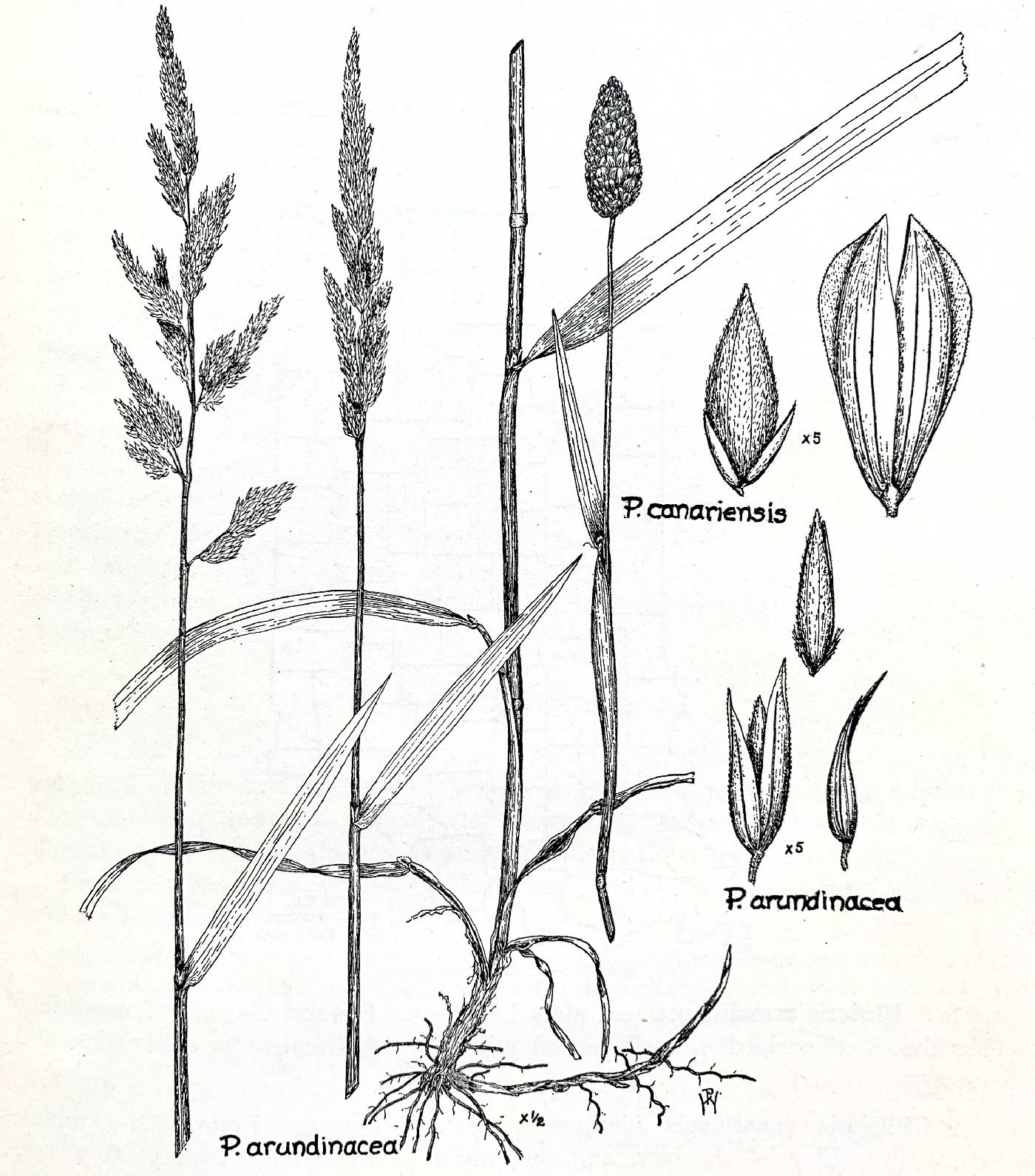 Phalaris canariensis image