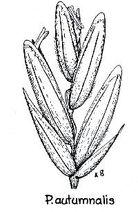 Image of Poa autumnalis