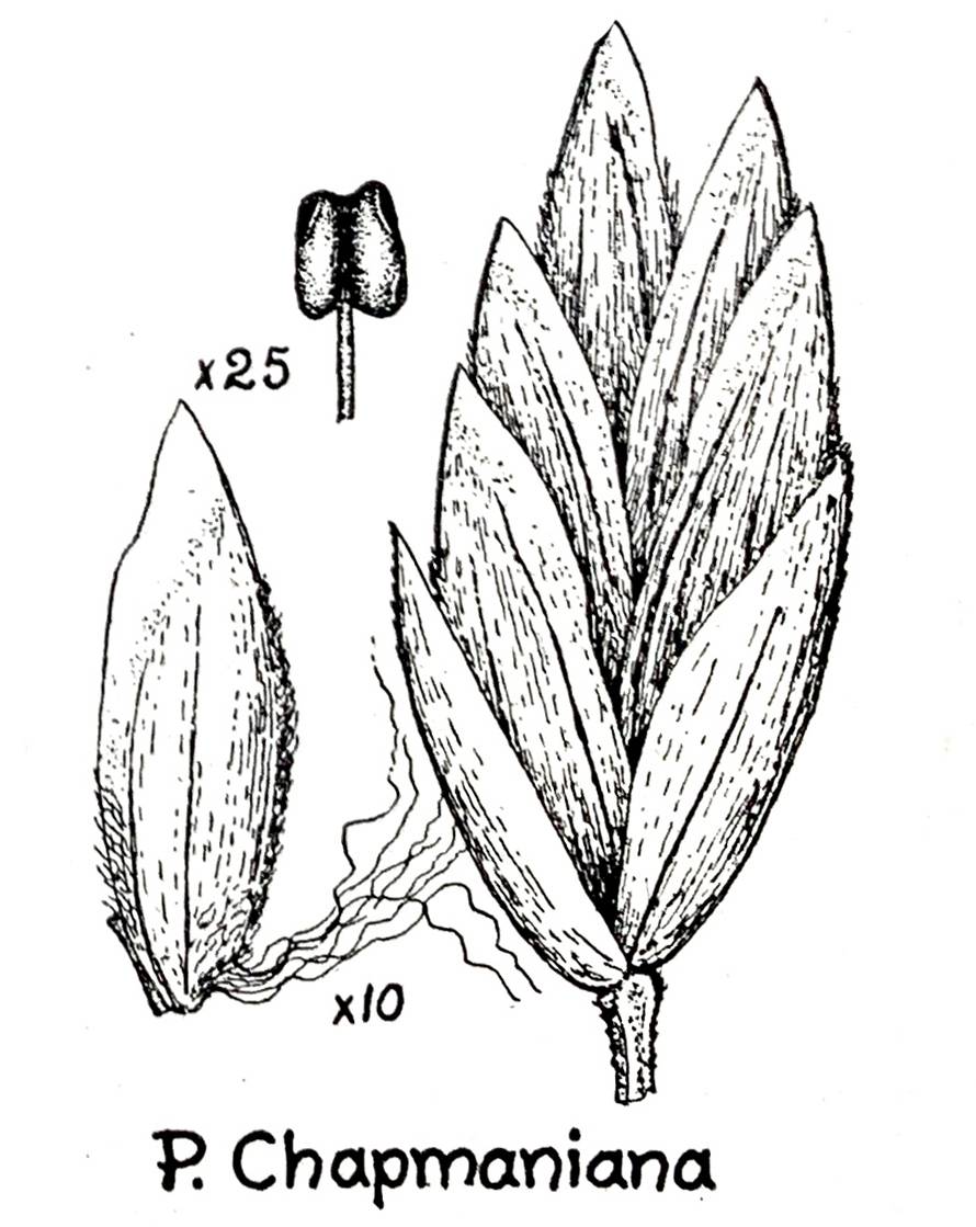 Poa chapmaniana image