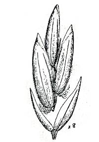 Image of Poa paludigena