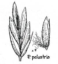 Poa palustris image