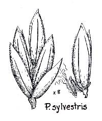 Poa sylvestris image