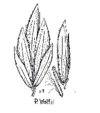 Image of Poa wolfii