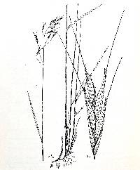 Image of Schizachne purpurascens