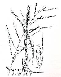 Spartina pectinata image