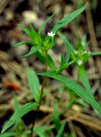 Image of Collomia linearis