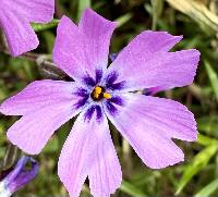 Phlox subulata image