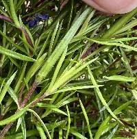 Phlox subulata image