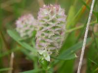 Polygala cruciata image