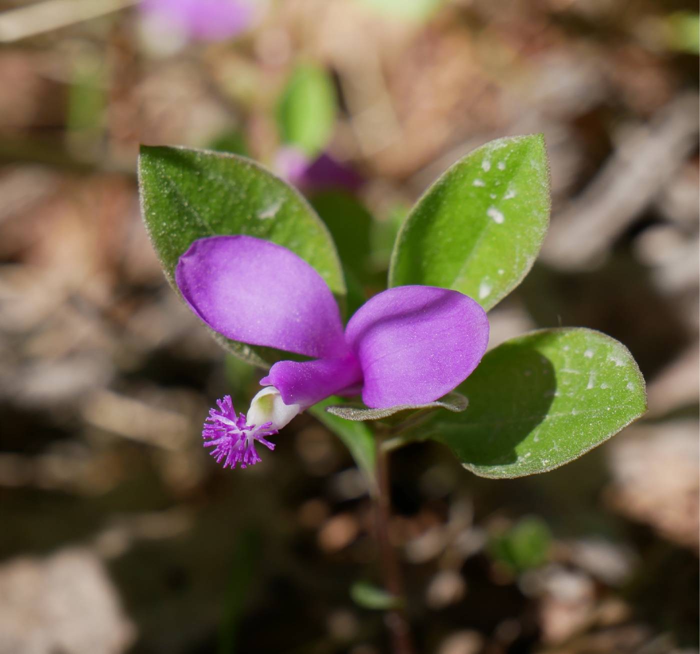 Polygala pauciflora image