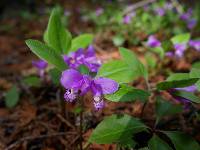 Polygala pauciflora image