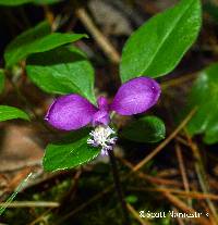 Polygaloides paucifolia image