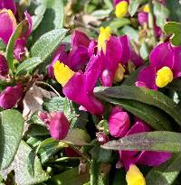 Polygala chamaebuxus image