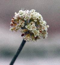 Eriogonum pauciflorum image