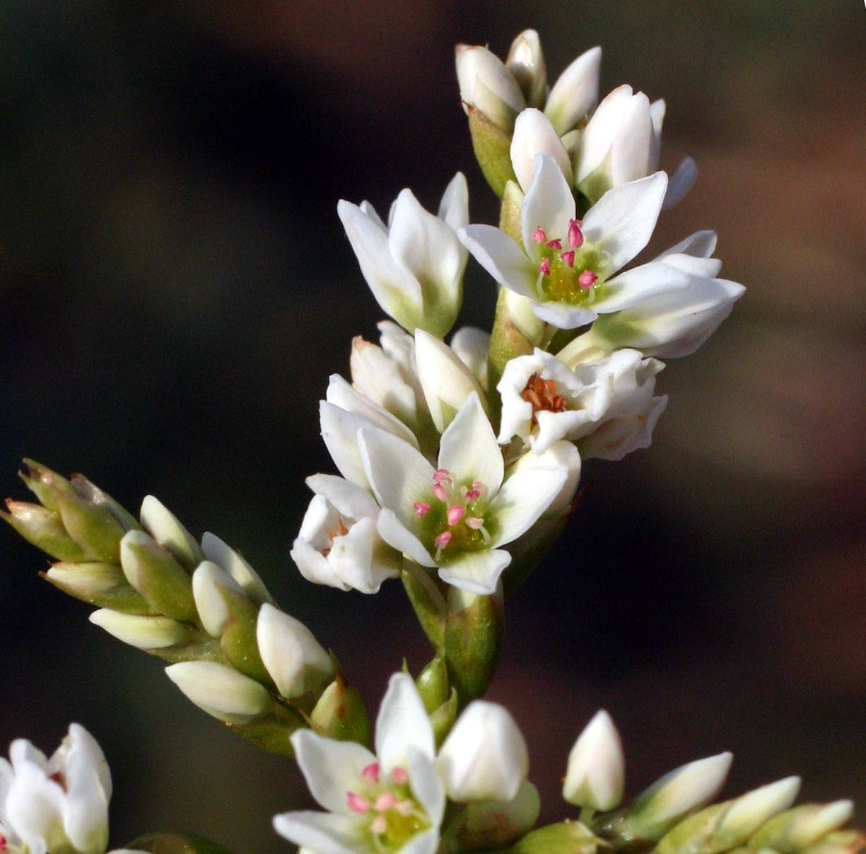 Fagopyrum esculentum image