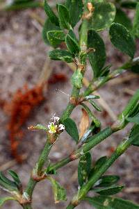 Polygonum aviculare image