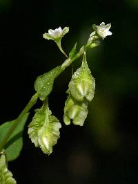 Fallopia scandens image